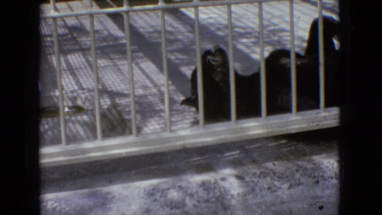A dark panther-like large cat rests behind white metal bars in a zoo-style enclosure, consistent with the supplied 1965 New Jersey home-movie metadata.