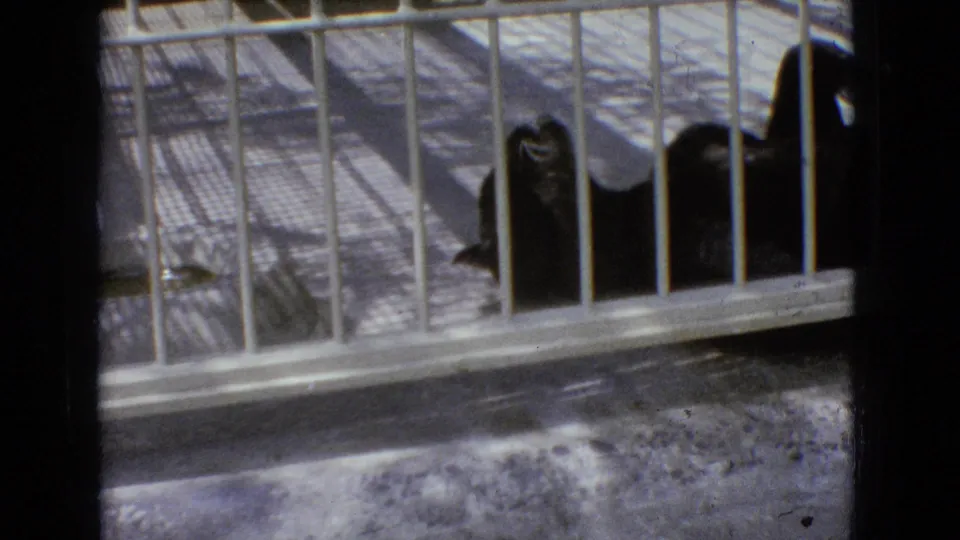 A dark panther-like large cat rests behind white metal bars in a zoo-style enclosure, consistent with the supplied 1965 New Jersey home-movie metadata.