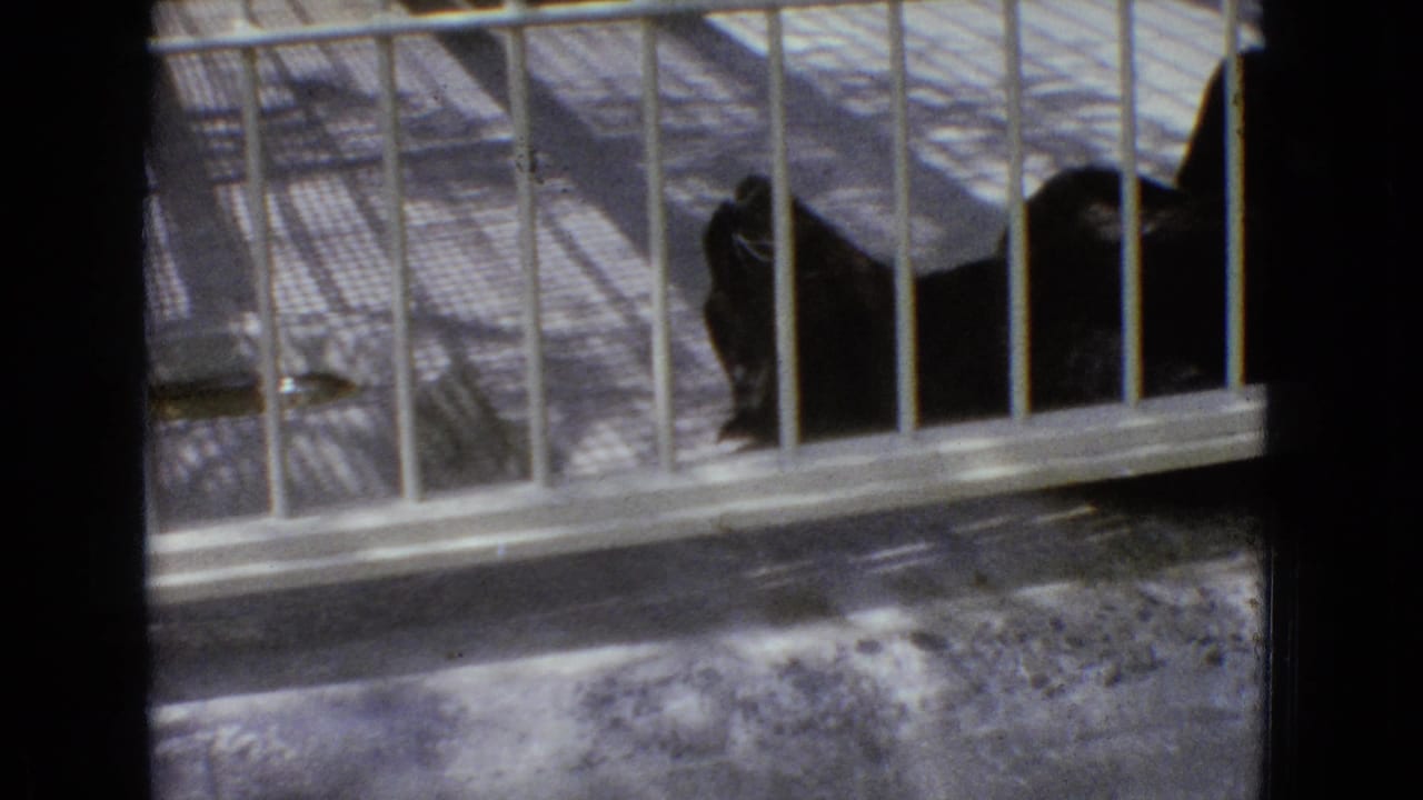 Dark large cat lying in a barred enclosure.