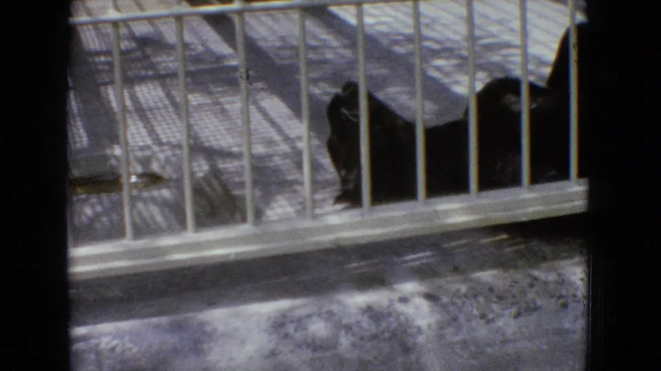 The dark large cat remains low behind white cage bars, with concrete surfaces and film-edge shadows visible in the 8mm frame.
