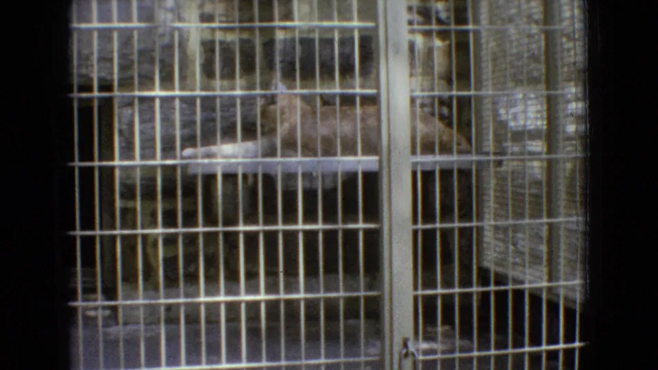 A lighter large cat is seen through a dense grid of white enclosure bars, with masonry or textured wall surfaces behind it in the supplied New Jersey zoo footage.