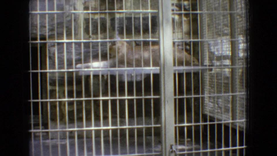 The lighter large cat is partially obscured by white metal bars and enclosure dividers, with the handheld 8mm frame showing grain and slight color fading.