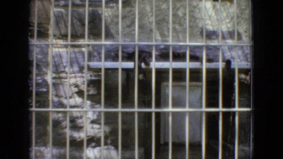 A leopard is seen through closely spaced metal bars inside a New Jersey zoo enclosure in supplied 1965 8mm home-movie footage.