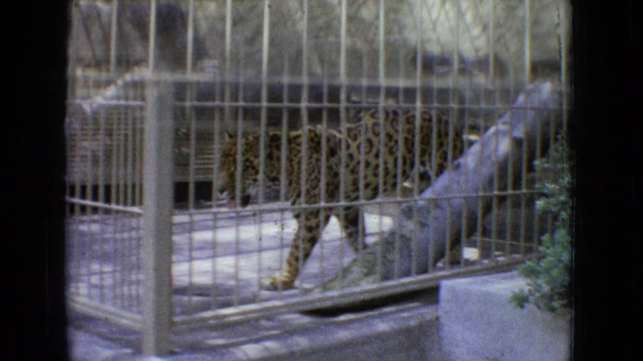 Leopard walking rightward behind a metal cage grid with foliage nearby.