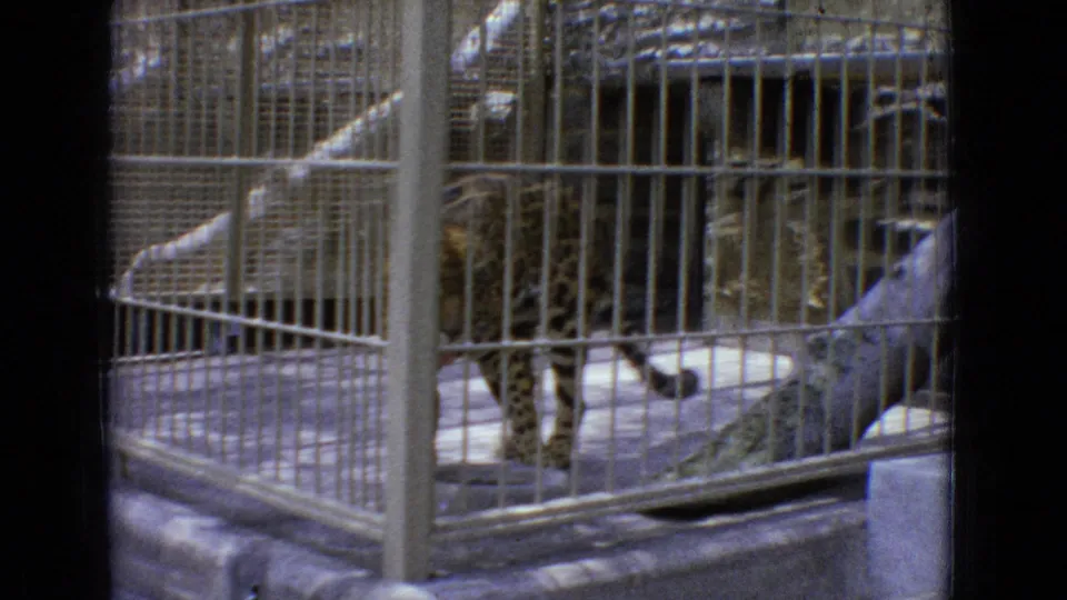 A visitor-shot frame shows the leopard mid-stride behind the metal enclosure grid, with 8mm grain and motion softness visible.