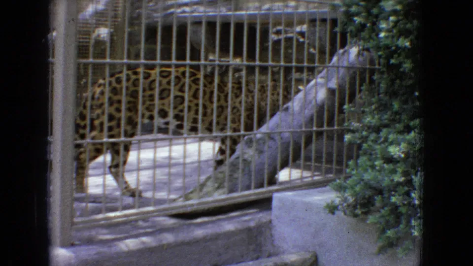 The leopard continues across the barred zoo enclosure, its spotted coat visible through the metal grid beside foliage and concrete edging.