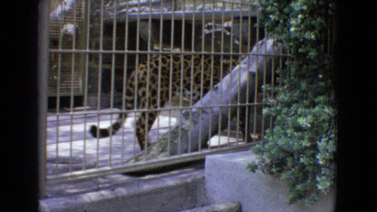 A spotted leopard moves inside a metal-barred zoo enclosure in 1965 New Jersey home-movie footage, with concrete flooring, a large log, and shrubs nearby.