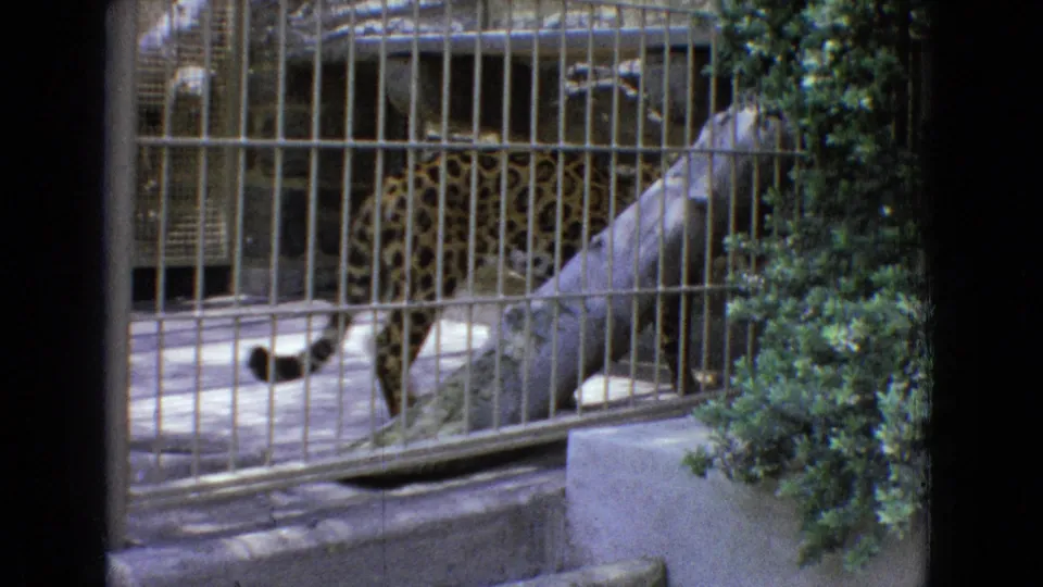 A spotted leopard moves inside a metal-barred zoo enclosure in 1965 New Jersey home-movie footage, with concrete flooring, a large log, and shrubs nearby.