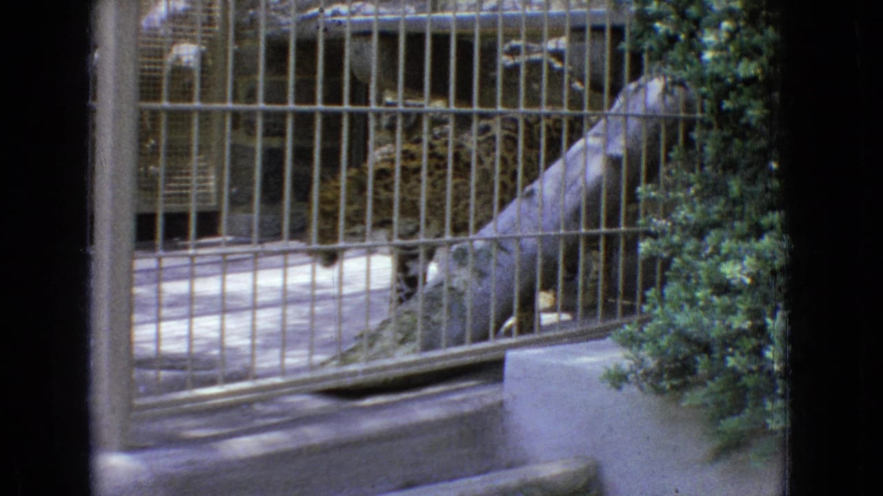 Leopard partly obscured by cage bars and shrubs inside a zoo enclosure.
