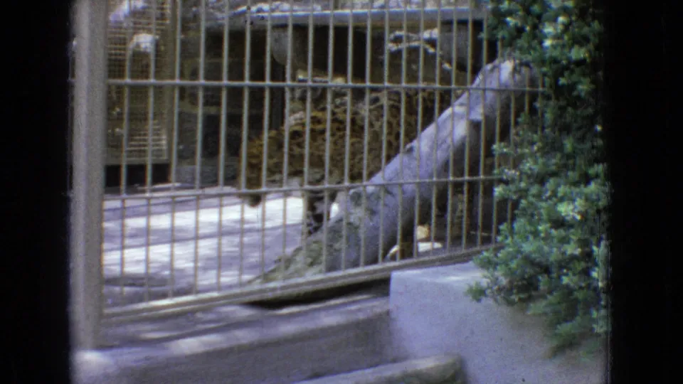 The leopard is seen through vertical metal bars in the zoo enclosure, with a pale log, concrete ledge, and dense greenery along the right edge of the frame.