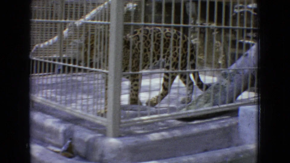 A leopard walks across the barred enclosure in the New Jersey zoo footage, passing a large log structure and concrete surfaces under soft, grainy 8mm color.