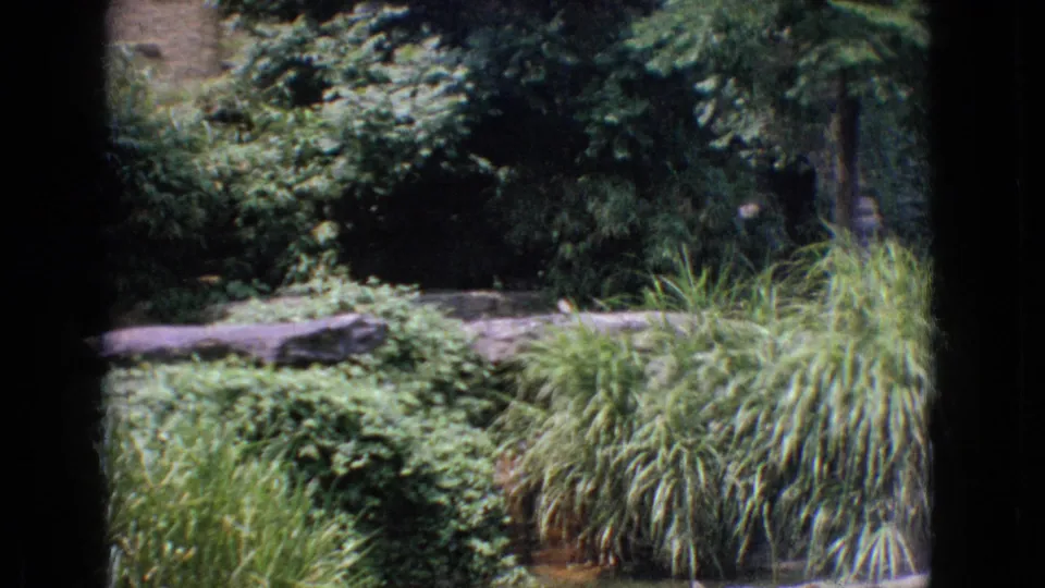 1965 New Jersey 8mm frame showing a landscaped enclosure area with thick hedges, tall ornamental grass, trees, and low stonework in soft handheld footage.