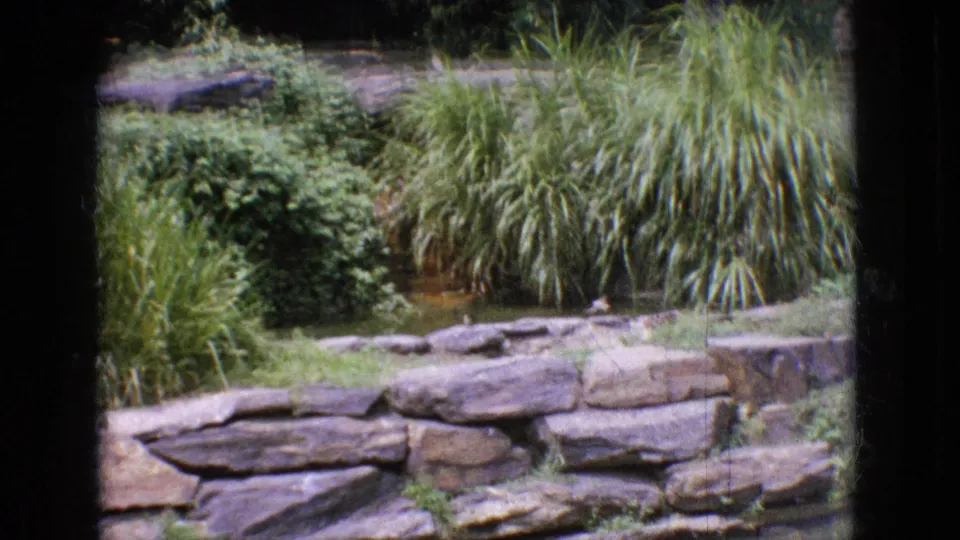 1965 New Jersey 8mm frame showing a rustic stone retaining wall, tall grasses, hedges, and layered plantings in what appears to be a park or zoo landscape.