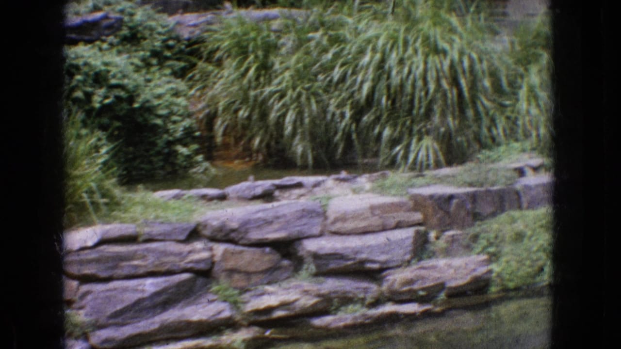 1965 New Jersey 8mm frame showing a low stone retaining wall, dense greenery, and tall grasses near a shaded water feature.