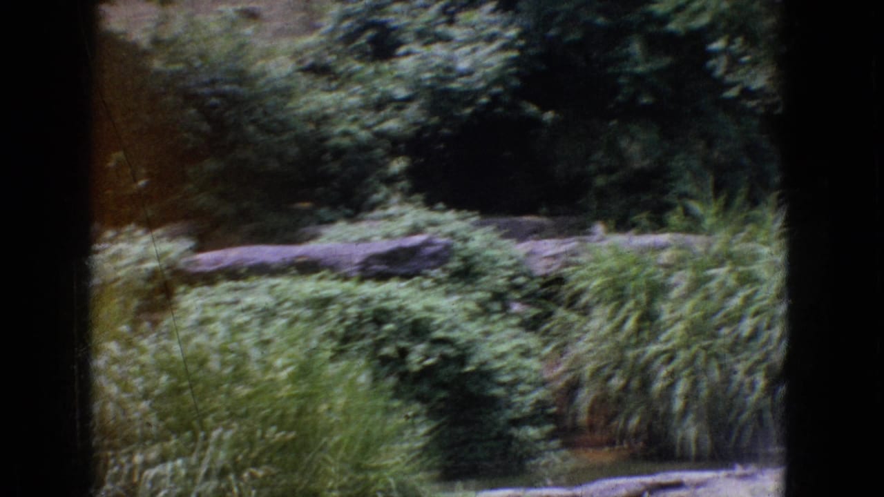 1965 New Jersey home-movie frame with layered rocks, dense shrubs, tall ornamental grasses, and a dark projector-like border.