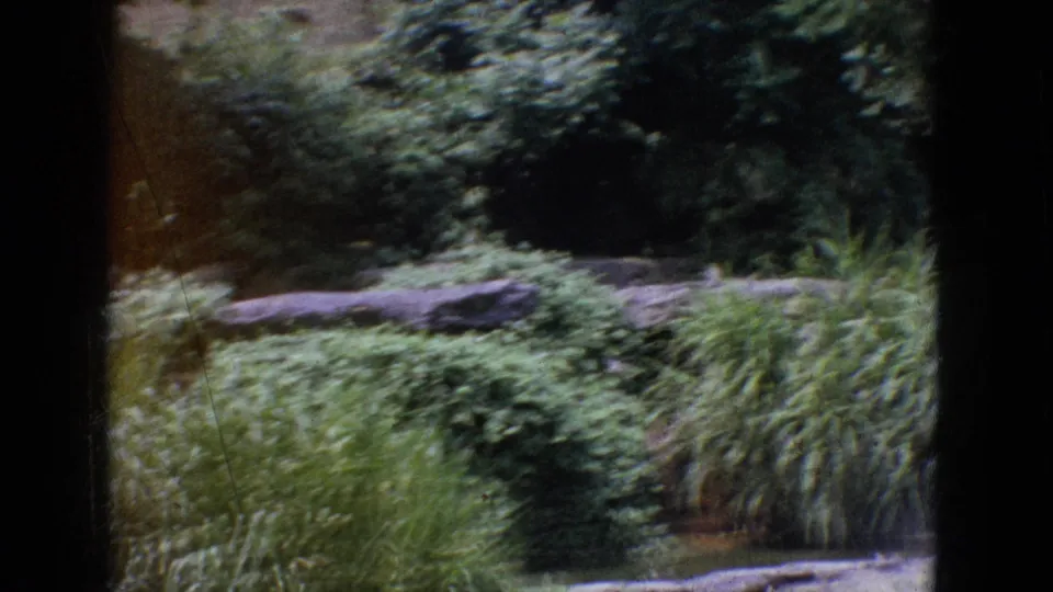 1965 New Jersey home-movie frame with layered rocks, dense shrubs, tall ornamental grasses, and a dark projector-like border.