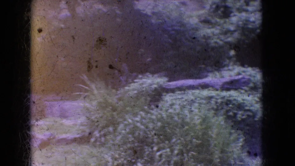 1965 New Jersey 8mm frame showing grasses, rocks, a small water feature or stream edge, and visible archival film wear.