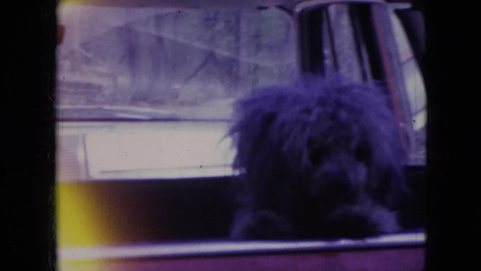 Shaggy dark dog resting beside a car window in the 1966 Athens, Ohio home-movie footage, with blurred trees outside and purple-yellow film color shift.