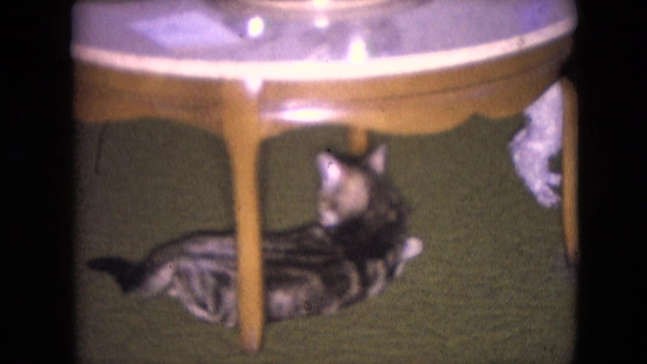 A tabby cat lounges beneath a wooden table on green carpet in 1966 Athens, Ohio home-movie footage.