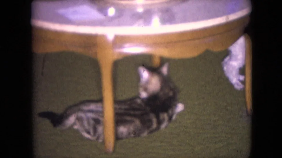 A tabby cat lounges beneath a wooden table on green carpet in 1966 Athens, Ohio home-movie footage.