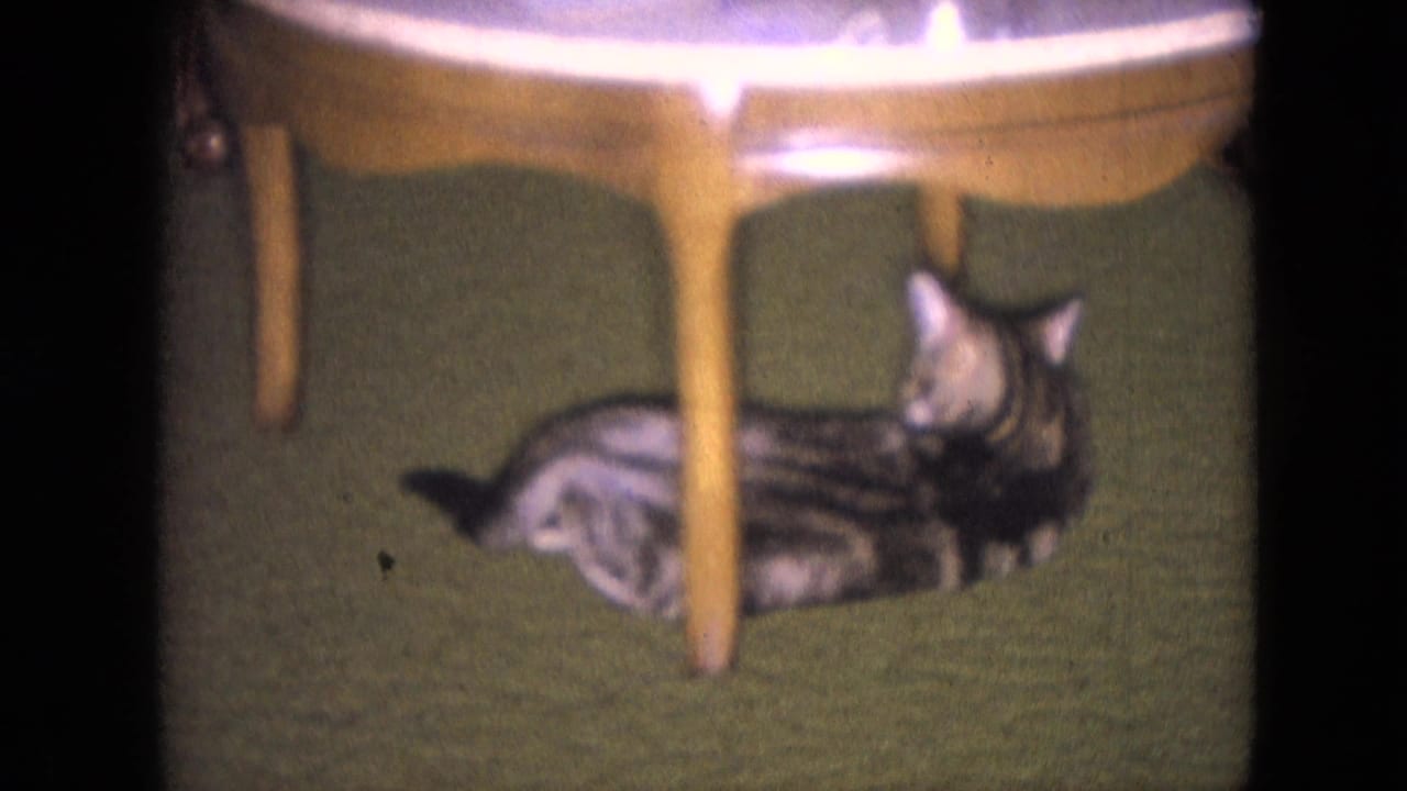 Tabby cat resting beside wooden table legs on green carpet.