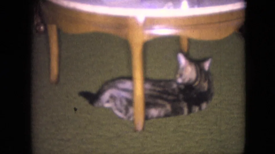 The tabby cat remains on the green carpet beside wooden table legs in a softly focused 8mm interior frame.