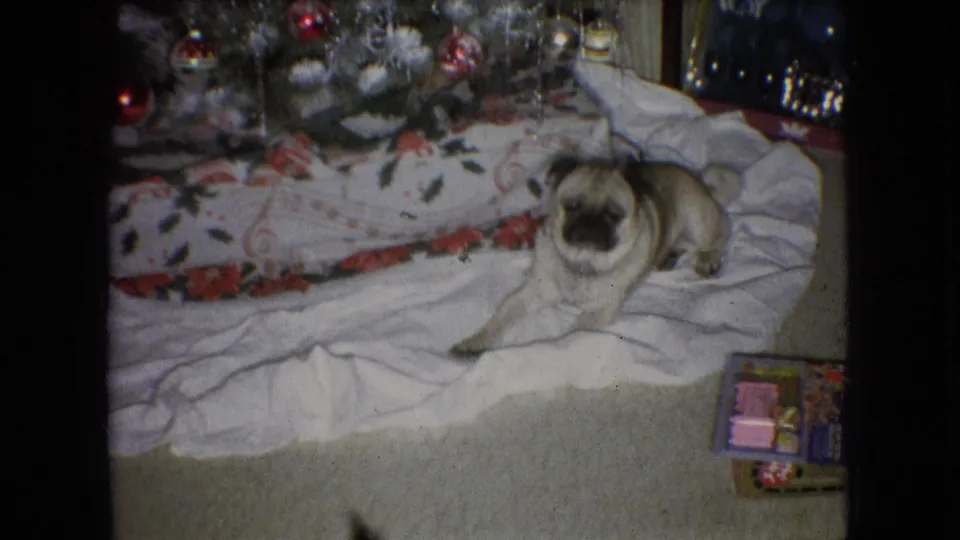 The small dog faces the camera from beside the Christmas tree, with a patterned white blanket and holiday gifts visible in the private Athens, Ohio interior.