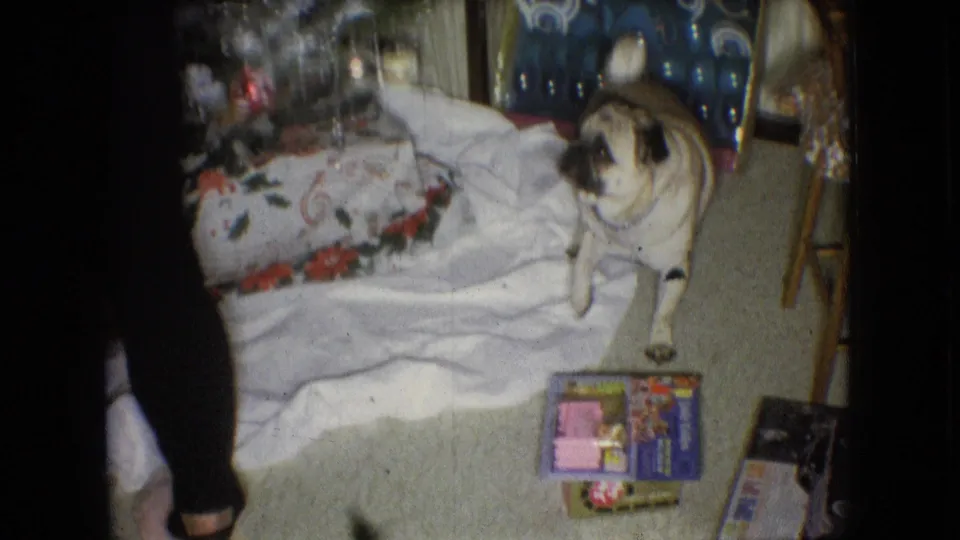 The pug stands beside wrapped Christmas gifts and a decorated tree inside the Athens, Ohio living room, with a white blanket and patterned blue chair visible nearby.