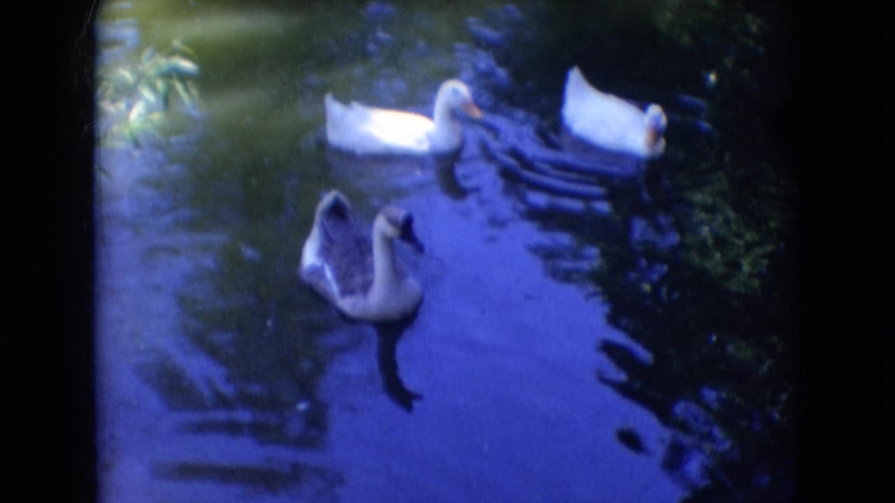 White ducks and a swan swimming in shaded pond water.