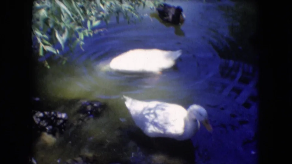 White waterfowl, including a swan or duck, move across dark blue pond water near overhanging leaves in the closing frame of the Athens, Ohio 1966 home-movie clip.