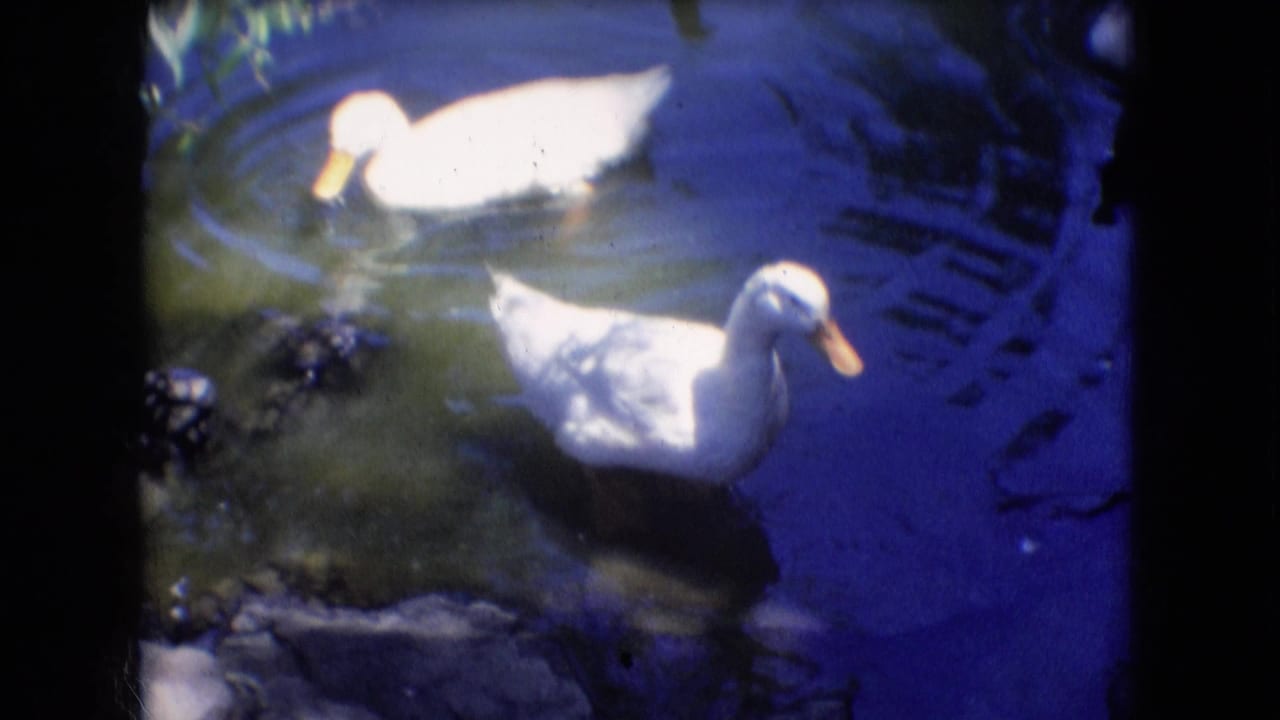 Two white ducks swim in rippling pond water in Athens, Ohio 1966 home-movie footage, framed with soft focus and blue-green 8mm color shifts.