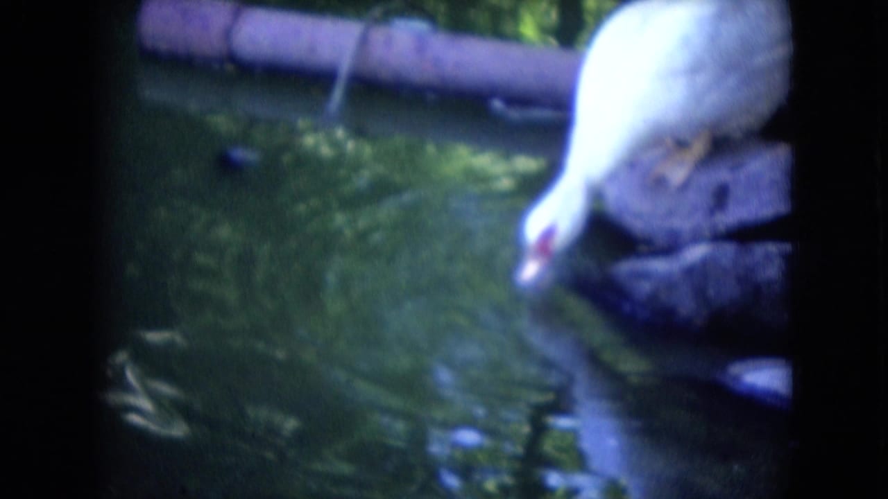 A white duck stands near a stone or concrete pond edge and lowers its beak toward the water in the 1966 Athens, Ohio home-movie scene.