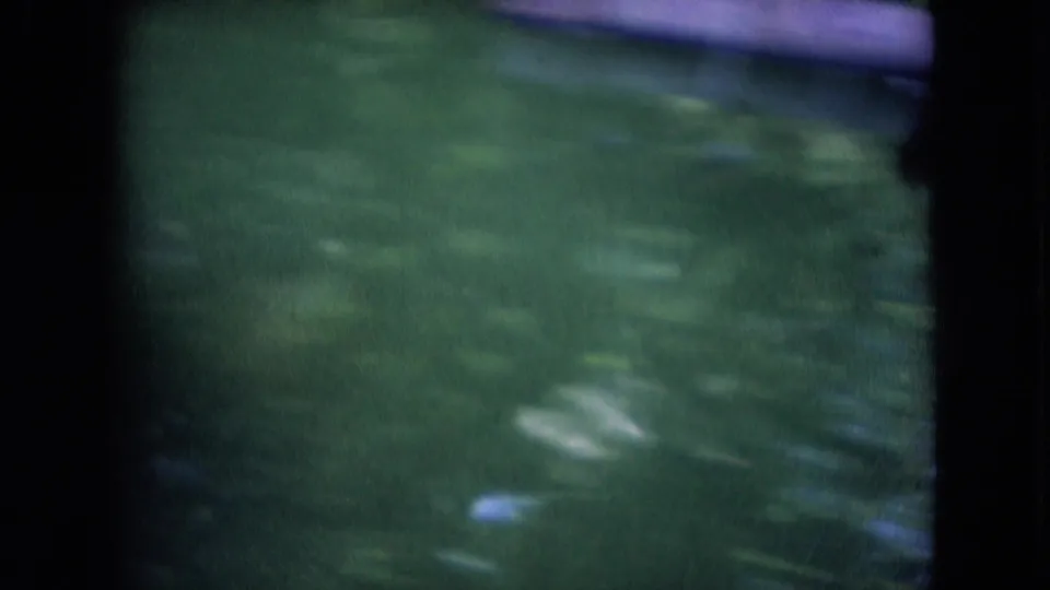 Green-blue pond water fills the frame with soft reflections, while part of a white duck is barely visible near the lower edge of the Athens, Ohio 1966 footage.