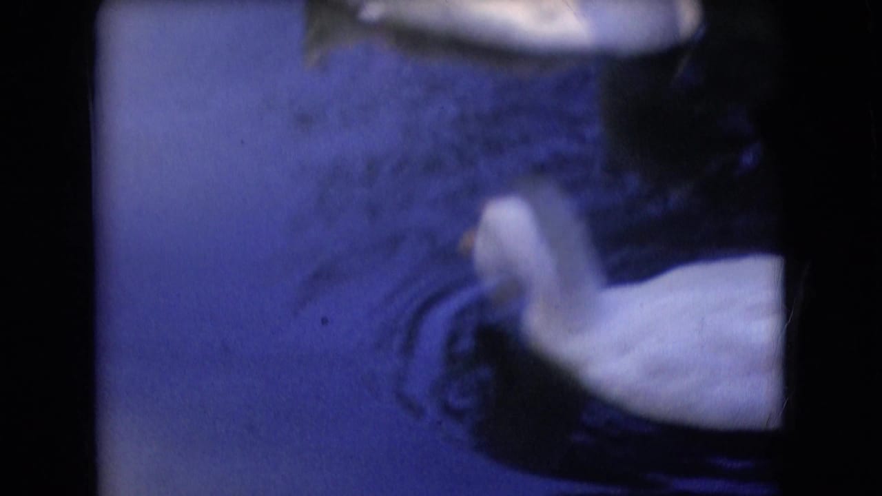 White duck floating on pond water in 1966 Athens, Ohio home-movie footage, framed softly with a blue film cast.