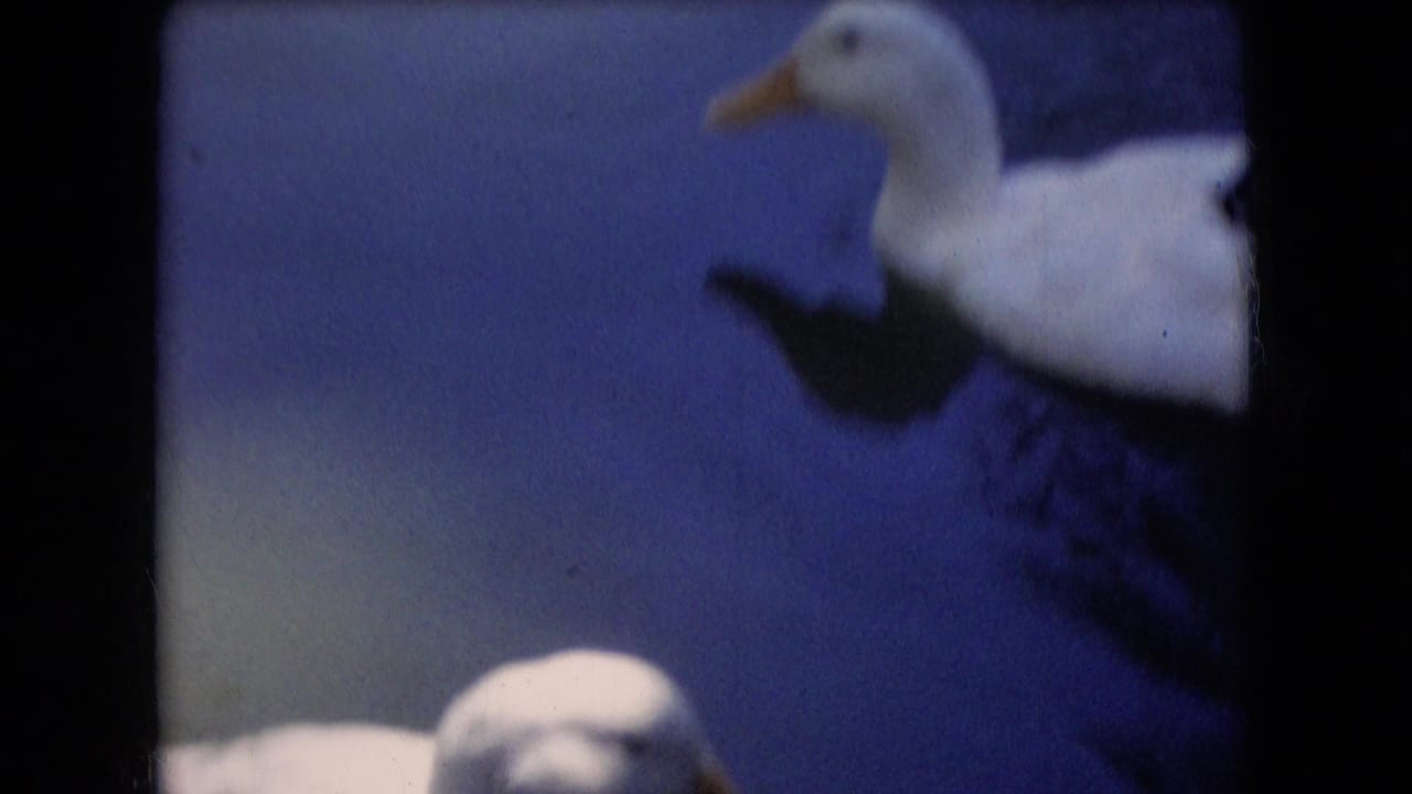 White duck at the edge of a blue-toned pond frame in 1966 Athens, Ohio 8mm home-movie footage.