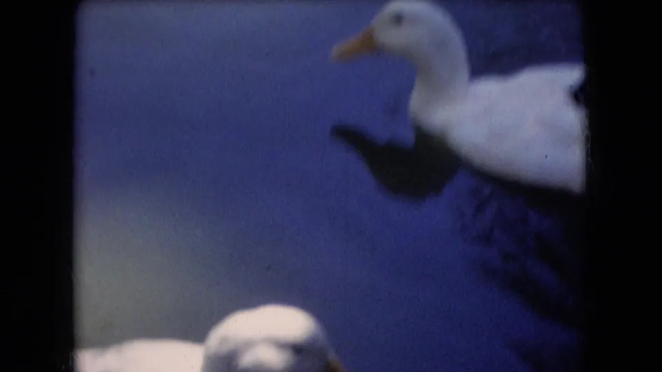 White duck at the edge of a blue-toned pond frame in 1966 Athens, Ohio 8mm home-movie footage.
