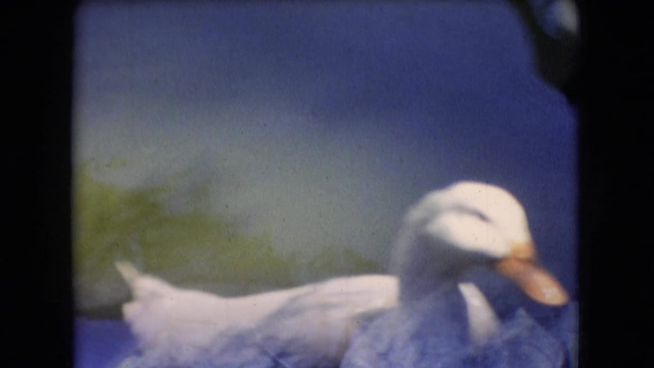 White duck close to camera with its bill angled downward.