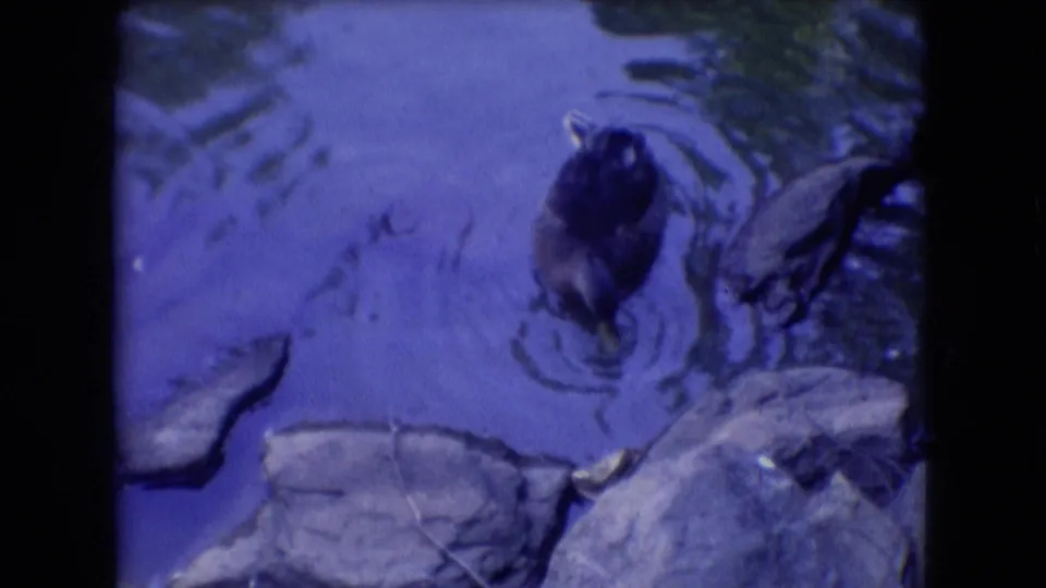 Dark waterfowl shape moving through rippled pond water in the blue-toned 1966 Athens, Ohio home-movie clip.
