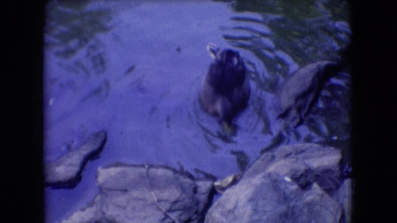 A dark-colored duck swims through rippled pond water near flat rocks in this 1966 Athens, Ohio 8mm home-movie frame.
