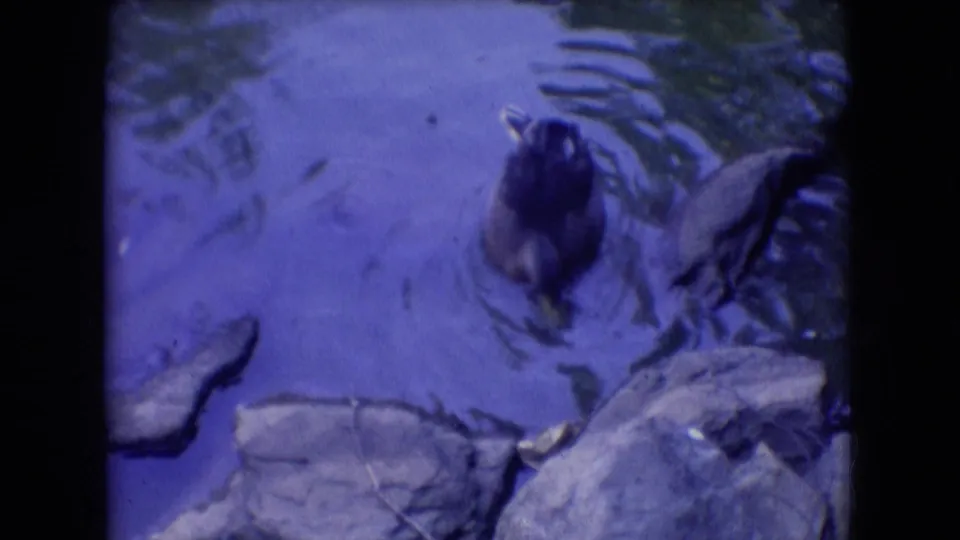 A dark-colored duck swims through rippled pond water near flat rocks in this 1966 Athens, Ohio 8mm home-movie frame.