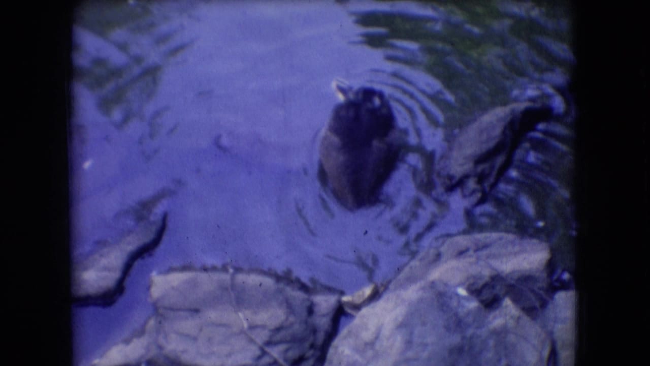 Dark duck in pond water beside rocks and reflections.