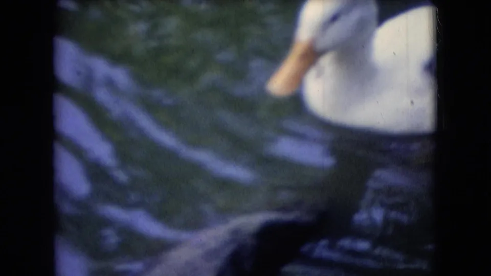 A white duck with an orange beak appears close to the frame edge over rippled pond water in the final 1966 Athens, Ohio 8mm still.