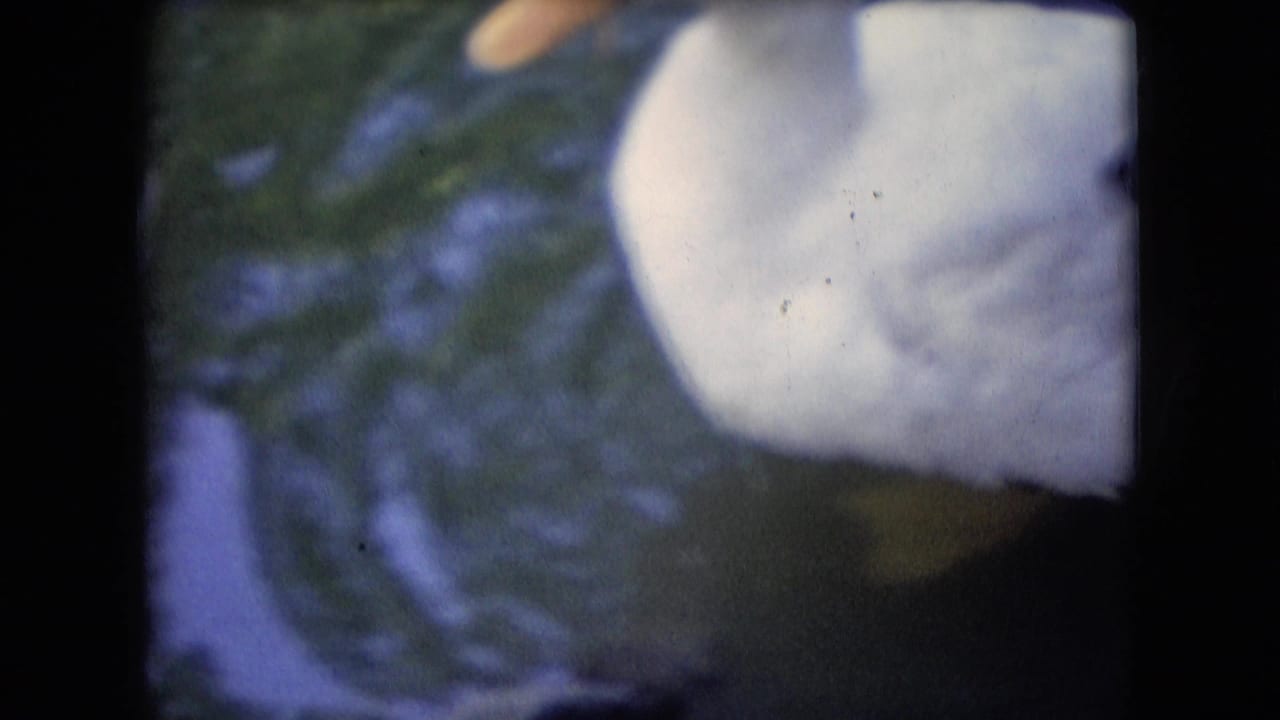 White duck seen from above in dark pond water.