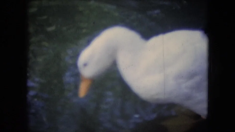 A white duck swims across a pond with its head lowered toward the water, surrounded by green reflections and ripples in Athens, Ohio footage identified as 1966.