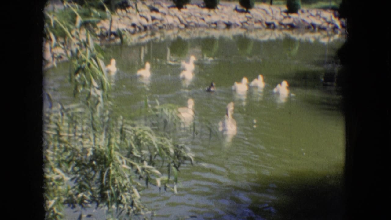 1966 Athens, Ohio 8mm home-movie frame showing white ducks and ducklings swimming across a landscaped pond with reeds at the left edge and a stone-lined bank beyond.