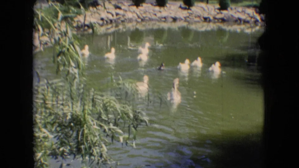 1966 Athens, Ohio 8mm home-movie frame showing white ducks and ducklings swimming across a landscaped pond with reeds at the left edge and a stone-lined bank beyond.