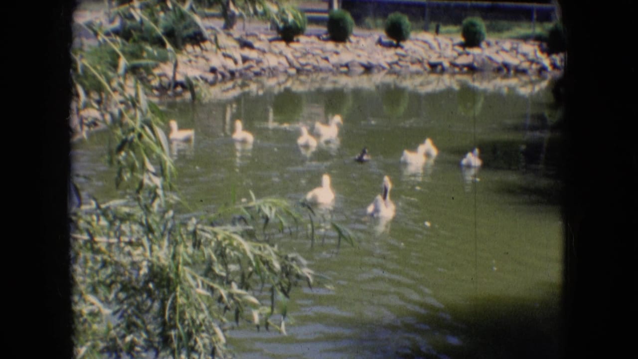 Ducks swim across a pond with reeds in the foreground and a stone bank behind them.