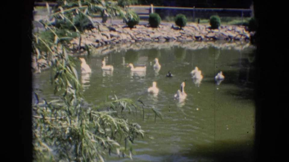 1966 Athens, Ohio home-movie still showing ducks and ducklings on a rippled pond, with hanging reeds in the foreground and a stone-lined landscaped bank in the background.