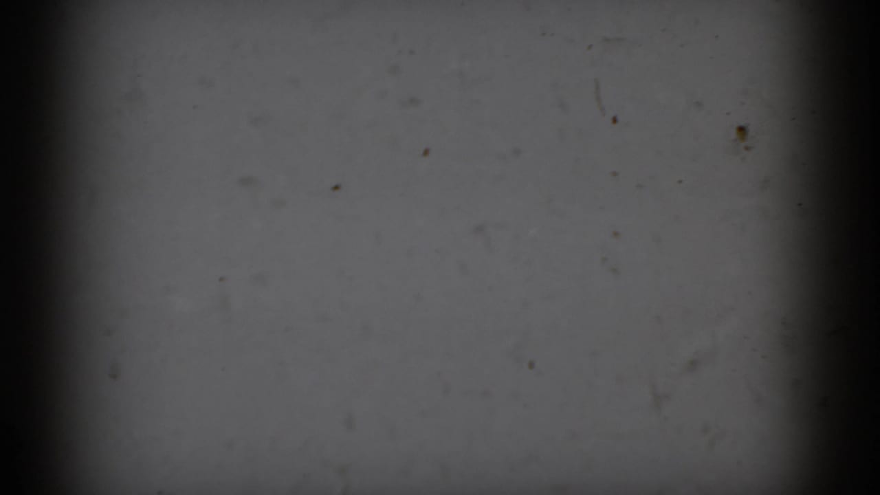 An underexposed opening frame from the 8mm clip shows dark film area and faint surface marks before the snowy New Jersey woodland becomes visible.