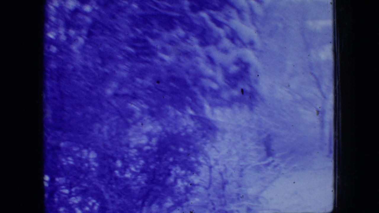 Dense snowy woodland with blue tint and soft film texture.
